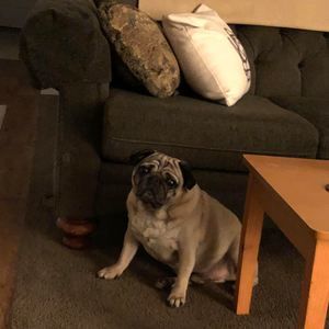 Meet your Posher, Phil